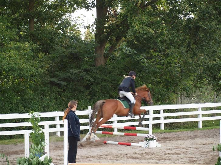 Hollandsk Sportspony Charon R.I.P d.1/3-11 - ***NYT*** Holdspring<33 billede 15