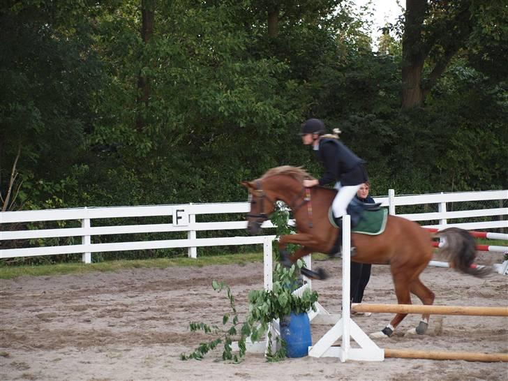 Hollandsk Sportspony Charon R.I.P d.1/3-11 - ***NYT*** Holdspring<33 billede 16