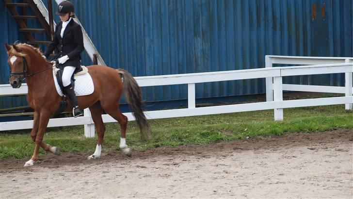 Hollandsk Sportspony Charon R.I.P d.1/3-11 - ***NYT*** LB1 dressur 3.plads<33 billede 18