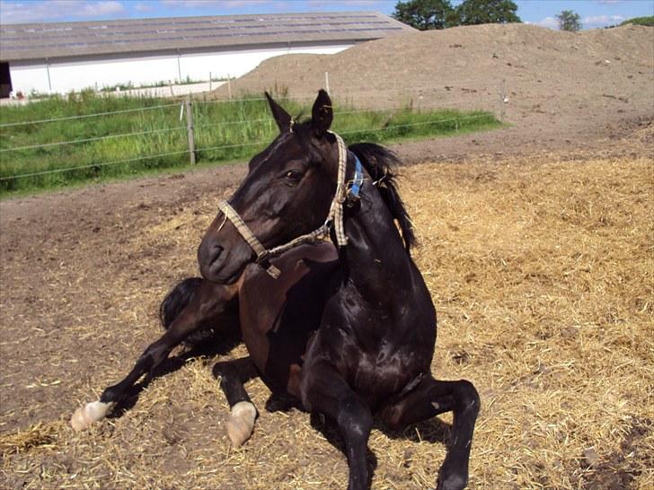 Anden særlig race Kasmir  - Jeg skrev dit navn i vandet, men strømmen tog det.
jeg skrev dit navn i sandet, men vinden tog det,
Jeg skrev dit navn i mit hjerte og der vl det altid stå.

-folden forår 2010 <3 foto: mig billede 7