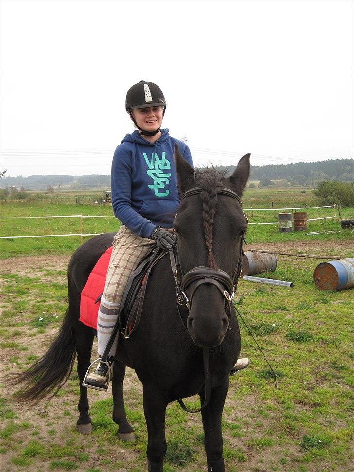 Koldblodstraver Bella Brilliant - Den one and only Bella Brillant  billede 5