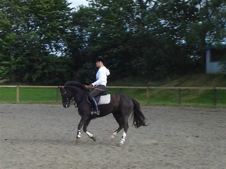 New Forest  carlo    SOLGT  - carlo og maria billede 16