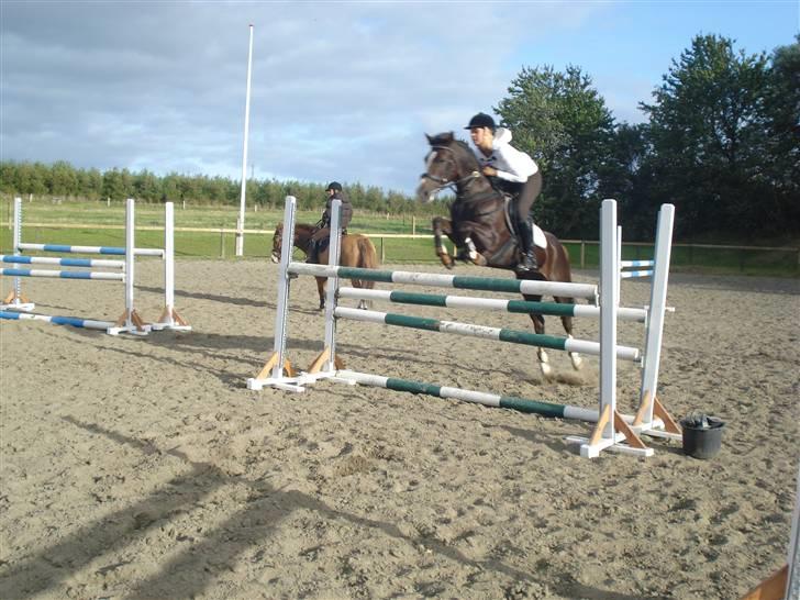 New Forest  carlo    SOLGT  - carlo i spring med maria billede 17