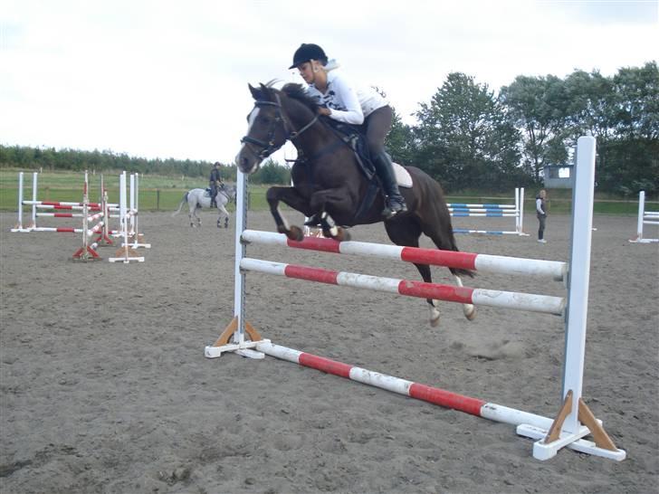 New Forest  carlo    SOLGT  - carlo i spring med maria billede 18