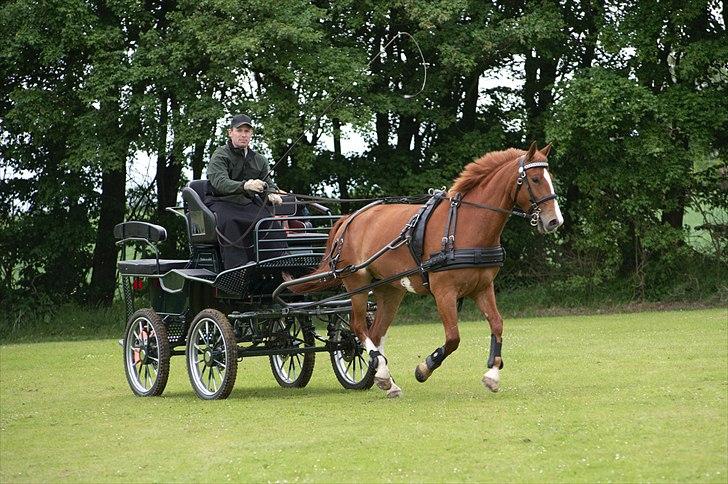 Frederiksborg Seedorff´s Mulle - top cup 2010 Himmerlands køre og rideforening billede 10