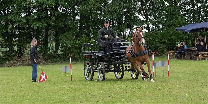 Frederiksborg Seedorff´s Mulle - top cup 2010 Himmerlands køre og rideforening billede 11