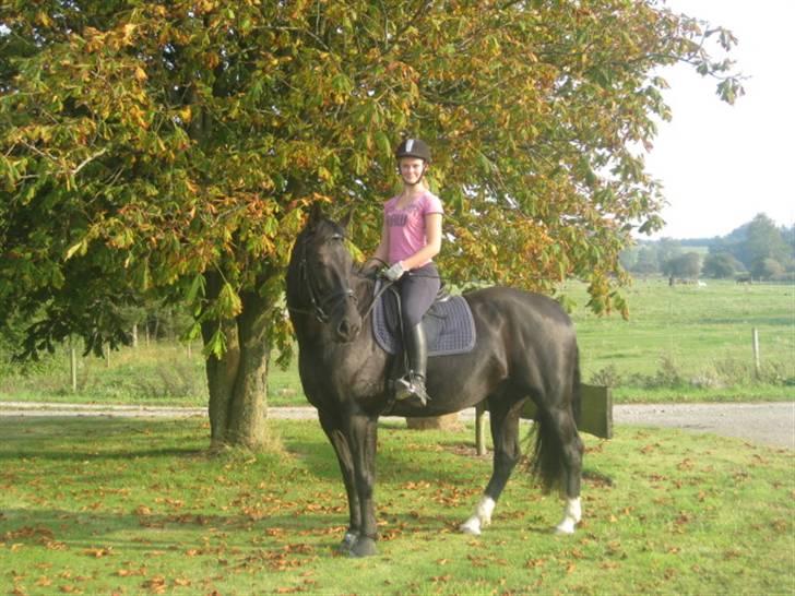 Anden særlig race Casmir <3RIP13 - posering ved et smukt træ <3 billede 16