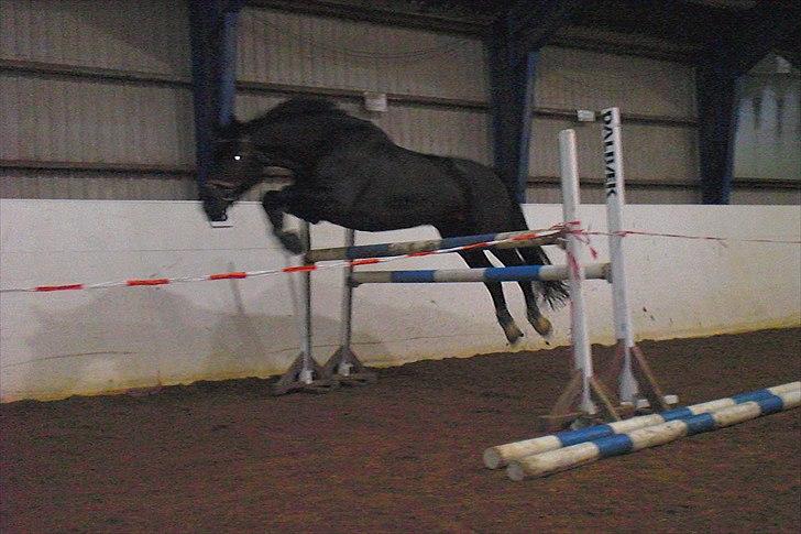 Anden særlig race Casmir <3RIP13 - løsspringer 110 <3 billede 18