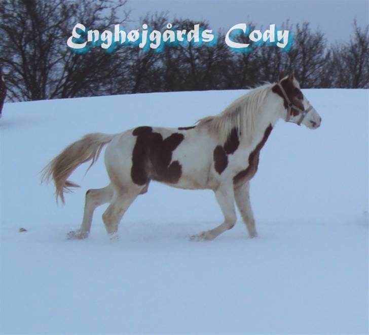 Pinto Enghøjgårds Cody - Cody bassen i sneen :) 23/12-09 billede 10