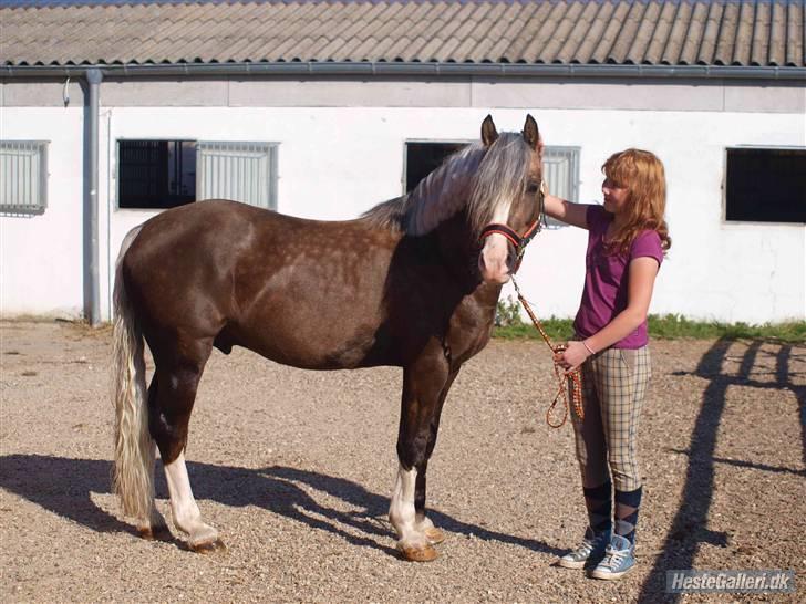 Welsh Pony af Cob-type (sec C) Fjordglimts Mr. Gipson billede 5