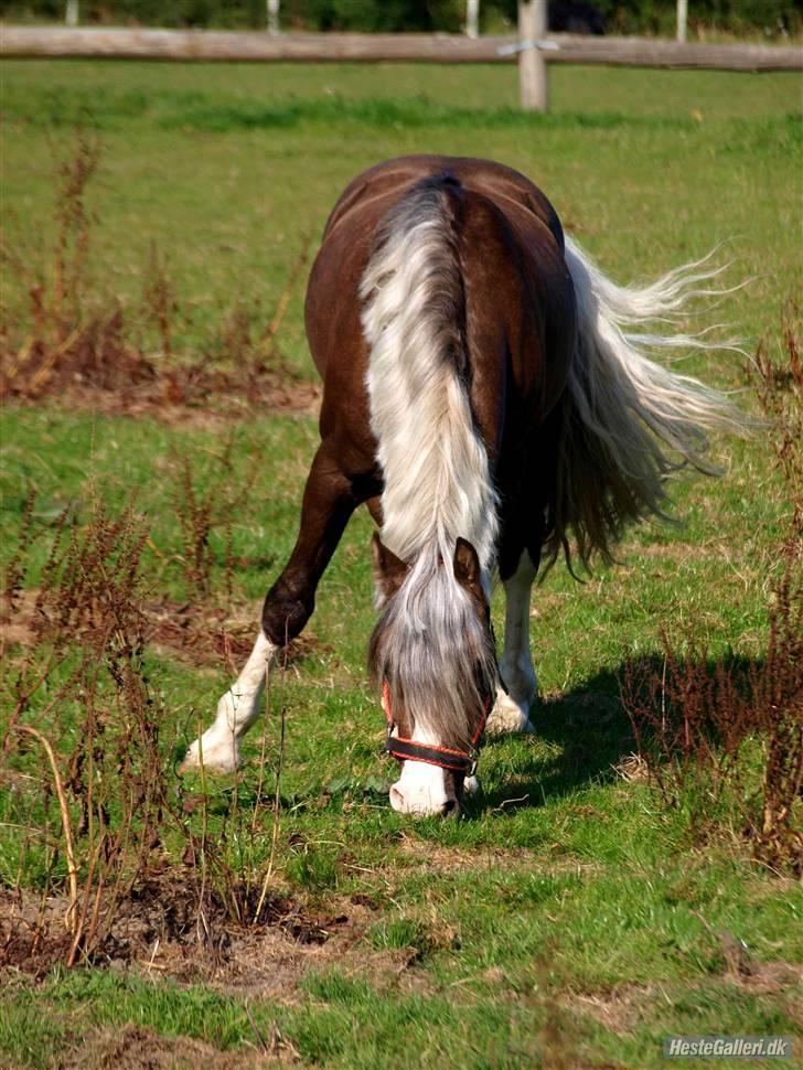 Welsh Pony af Cob-type (sec C) Fjordglimts Mr. Gipson billede 6