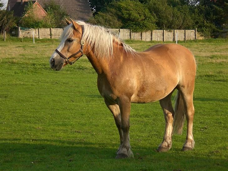 Haflinger MayBee + RIP + - Maybee på fold billede 20