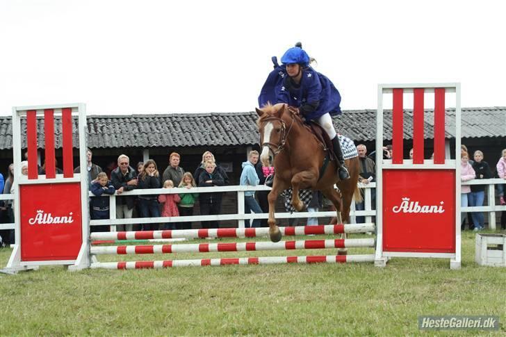 Anden særlig race Dexter Solgt)': billede 19