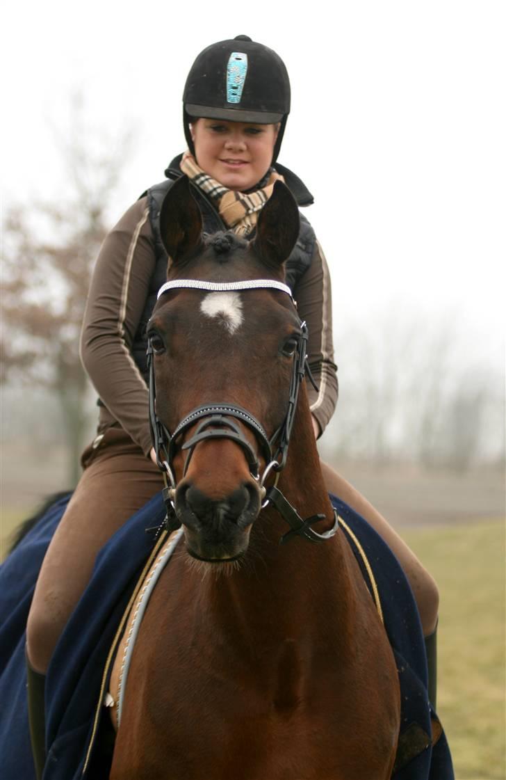 Hollandsk Sportspony Silver Star solgt billede 10