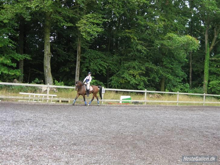 Hollandsk Sportspony Silver Star solgt billede 14