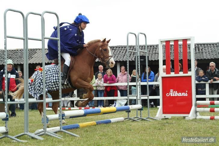 Anden særlig race Dexter Solgt)': billede 20