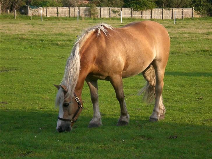 Haflinger MayBee + RIP + billede 3