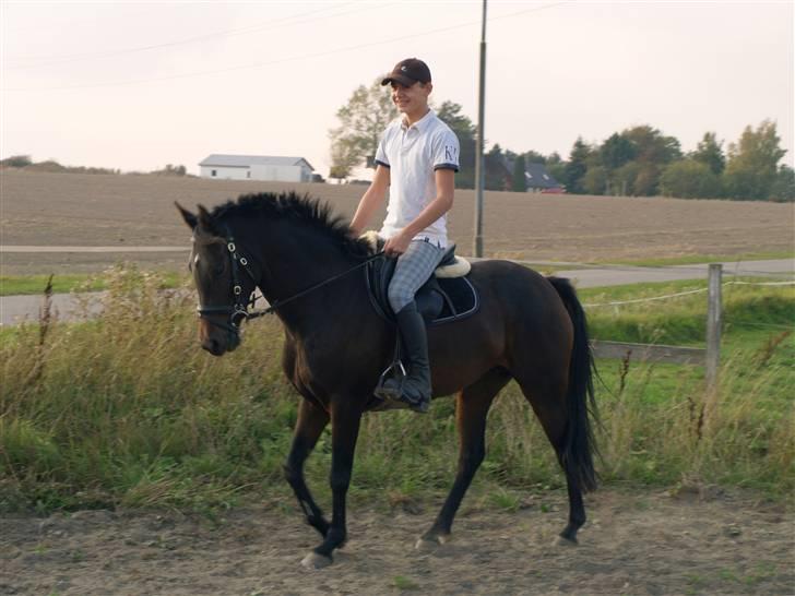 Hollandsk Sportspony AnneLies(solgt) billede 11