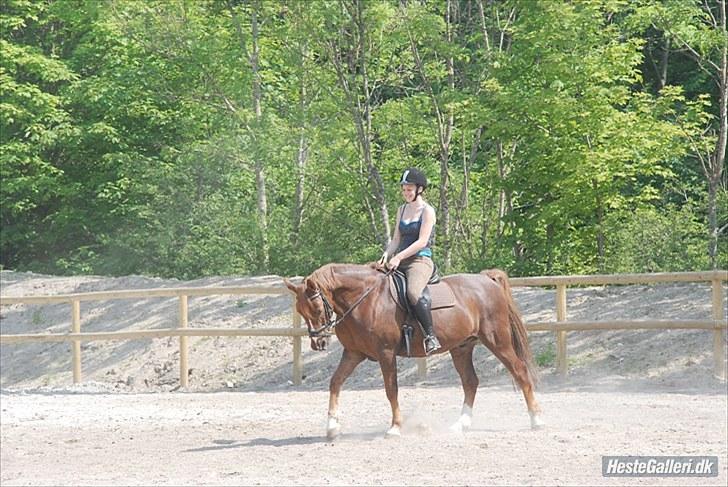 Anden særlig race Jamie billede 4