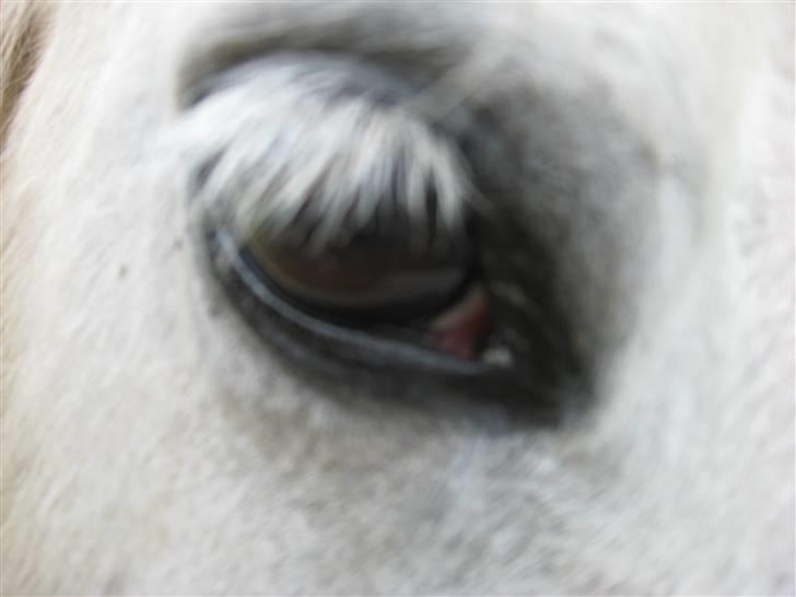 Islænder Lazy Leica-Solgt billede 2