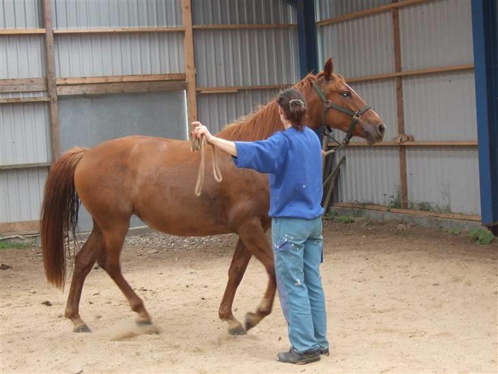 Knabstrupper Sif Af Sandberggård - Træning i HMS billede 5