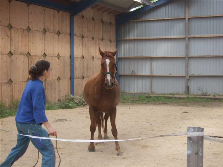 Knabstrupper Sif Af Sandberggård - Træning i HMS billede 6