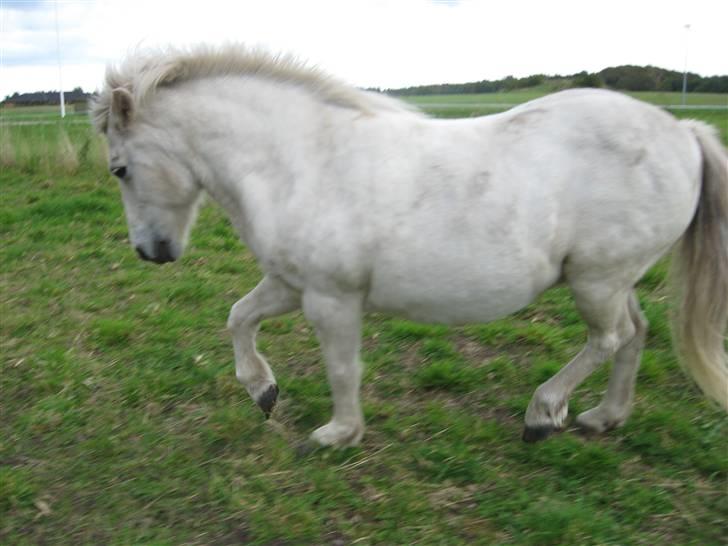 Islænder Lazy Leica-Solgt billede 3