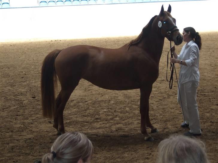 Knabstrupper Sif Af Sandberggård - Kåring billede 7