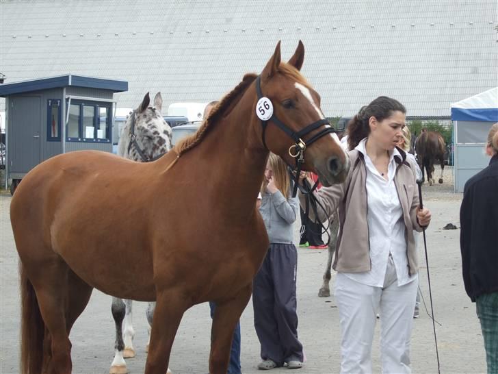 Knabstrupper Sif Af Sandberggård - Kåring billede 8