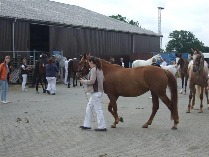 Knabstrupper Sif Af Sandberggård billede 9