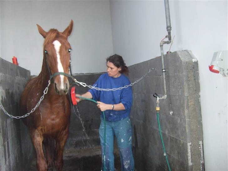 Knabstrupper Sif Af Sandberggård billede 10