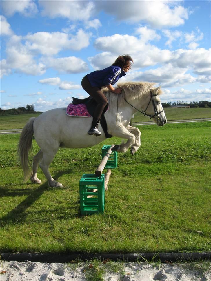 Islænder Lazy Leica-Solgt billede 7
