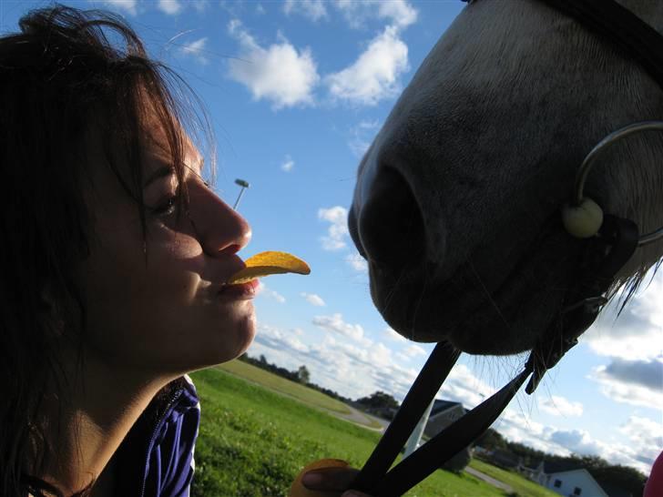 Islænder Lazy Leica-Solgt billede 9