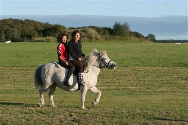 Islænder Lazy Leica-Solgt billede 13