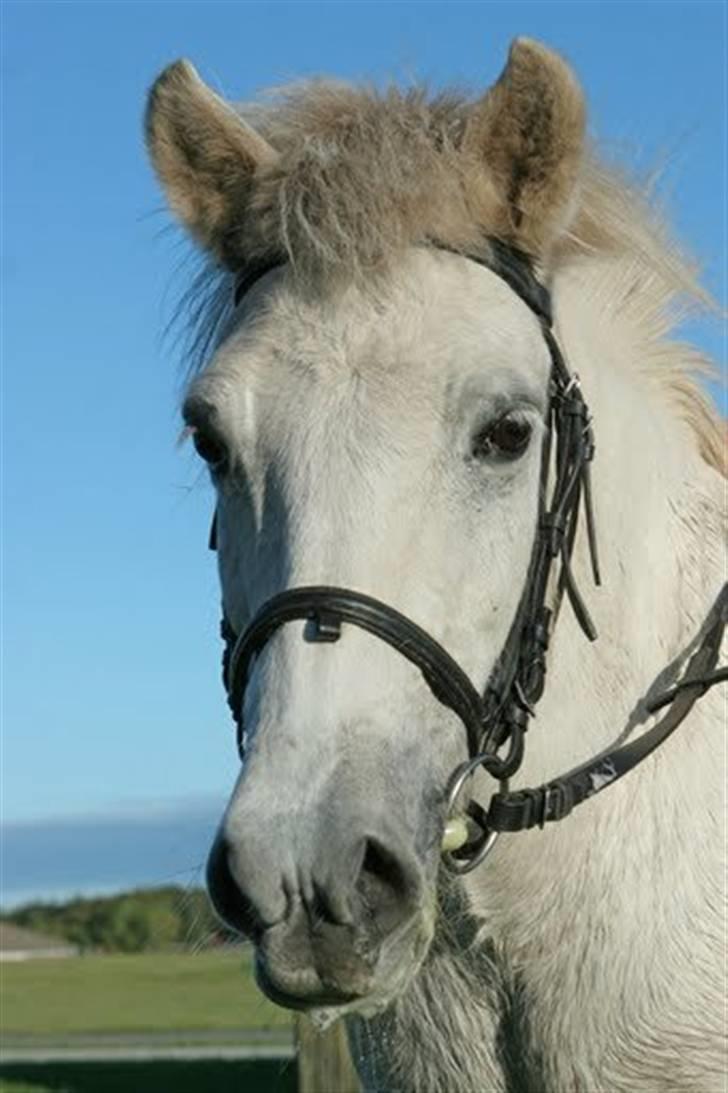 Islænder Lazy Leica-Solgt billede 15