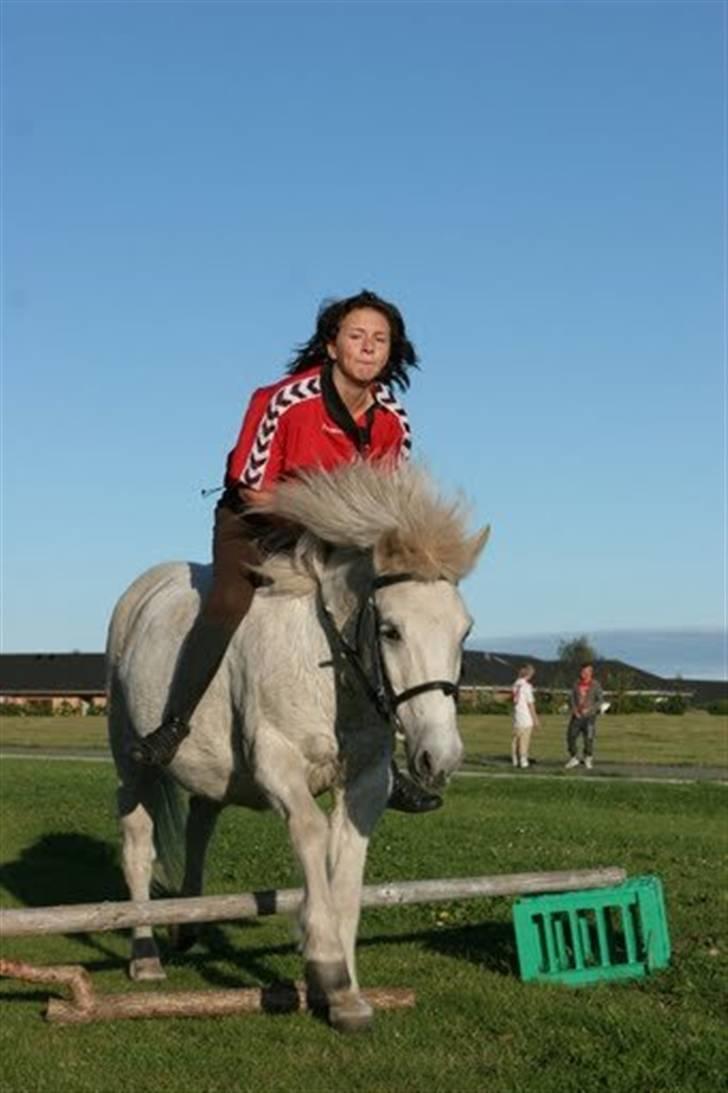Islænder Lazy Leica-Solgt billede 16