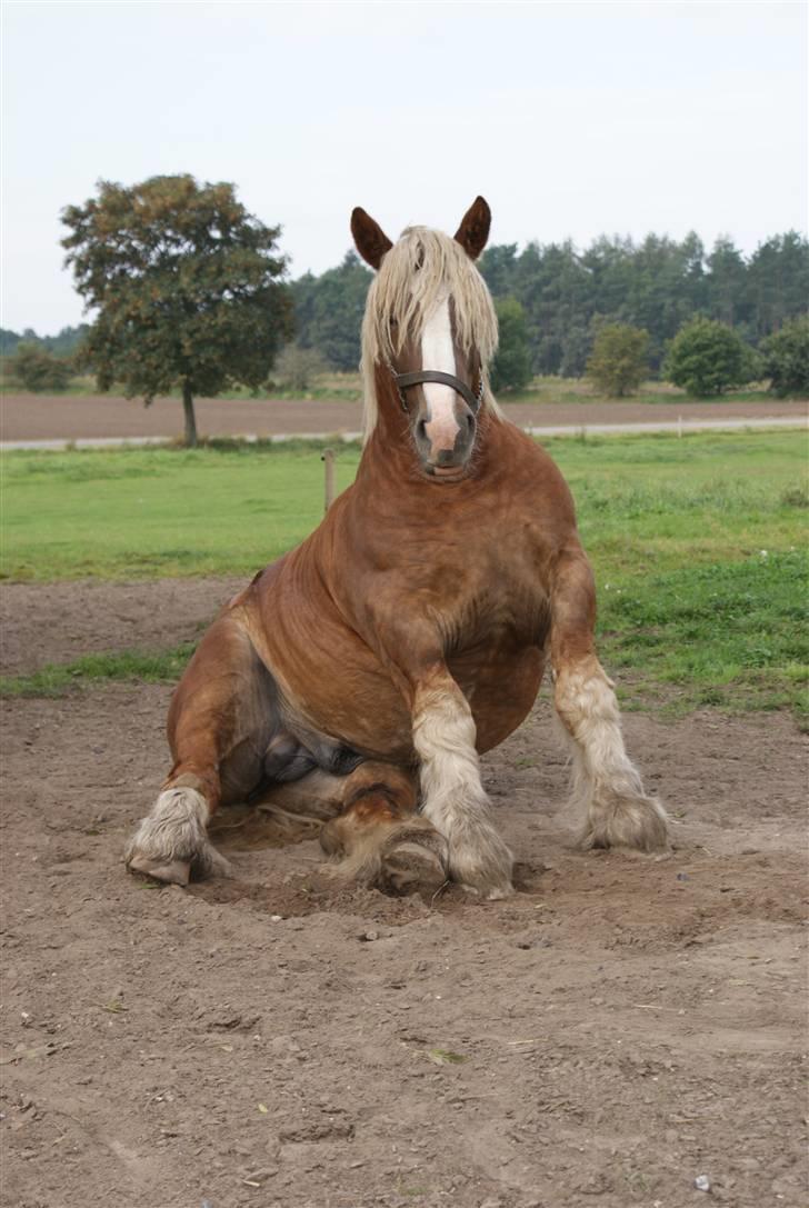 Jyde Conrad billede 17