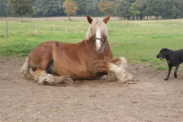 Jyde Conrad - en ting man hurtig lære at sige ude på gården er "HOLD NU KÆFT KIKKI" haha hunden gør hele tiden når hun vil leje med hestene hih : foto miig :) billede 18