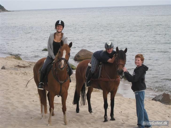 Dansk Varmblod Lindegaardens maybelline billede 17