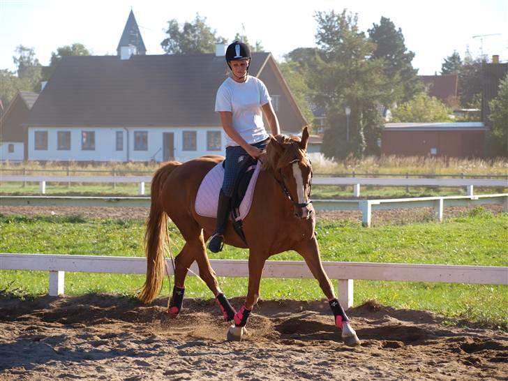 Dansk Varmblod Lindegaardens maybelline - berider undervisning ved jørn sørensen billede 18