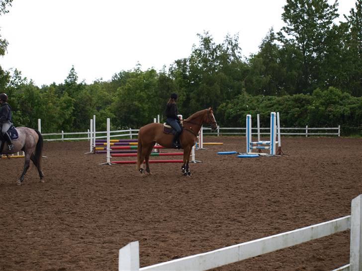 Dansk Varmblod Lindegaardens maybelline - berider undervisning ved michael ladegaard billede 19