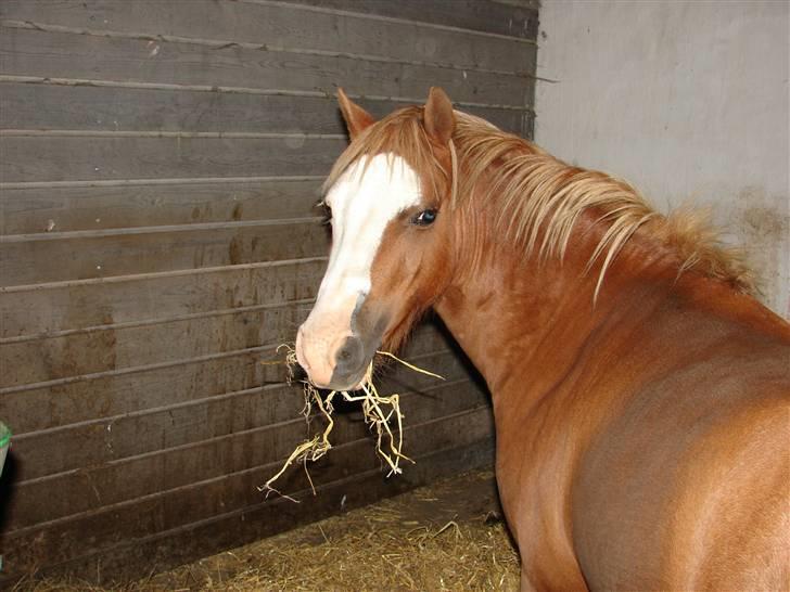 Welsh Mountain (sec A) Mosegaard's Surprice - Surprice i hendes boks. billede 3