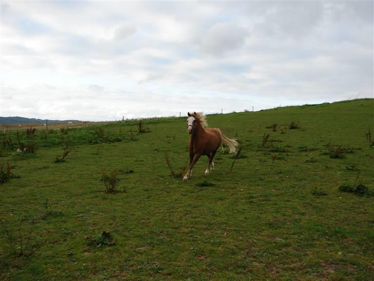 Welsh Mountain (sec A) Mosegaard's Surprice - Haiiii jeg kommer nu - hun kommer med det samme hun ser en:-) billede 4