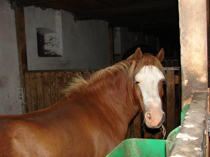 Welsh Mountain (sec A) Mosegaard's Surprice - Den der blitz blænder altså :) billede 5