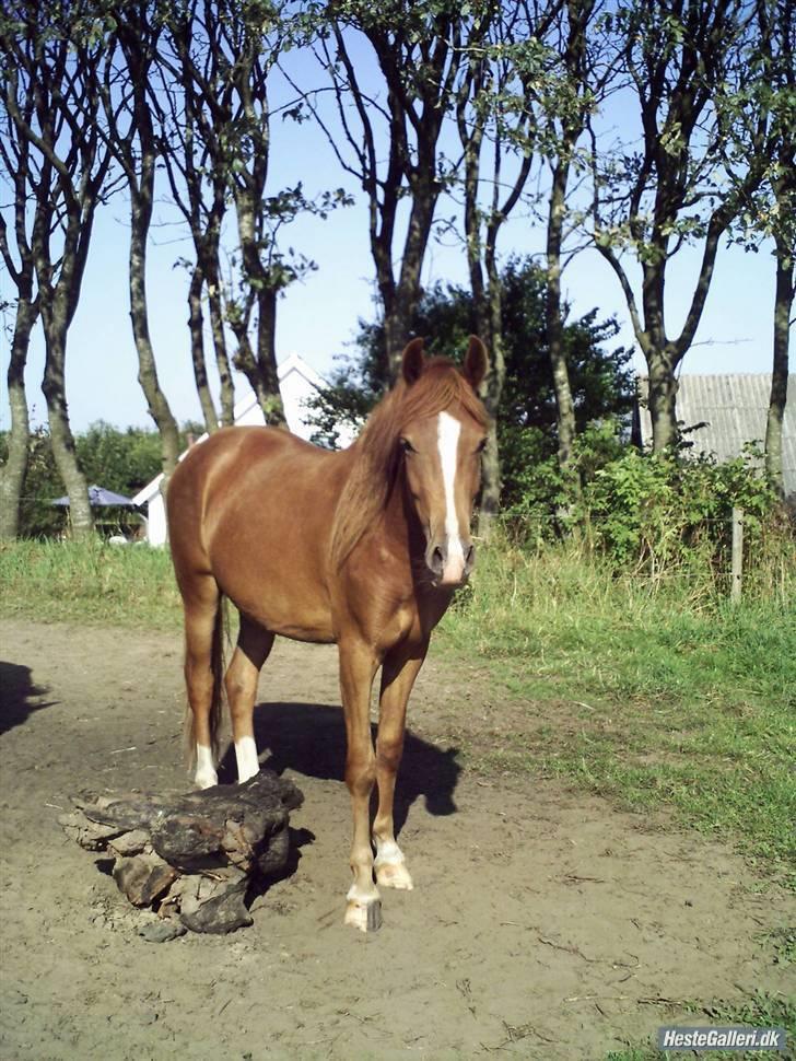 New Forest Skolegaardens Pontiak - ca. 2 år, taget af avleren: Stump billede 17