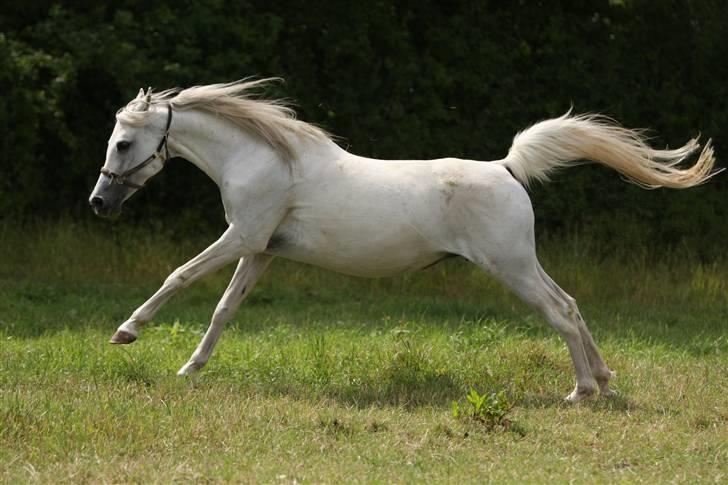 Arabisk fuldblod (OX) Epicha - Epicha  juli 2009 - still going strong billede 1