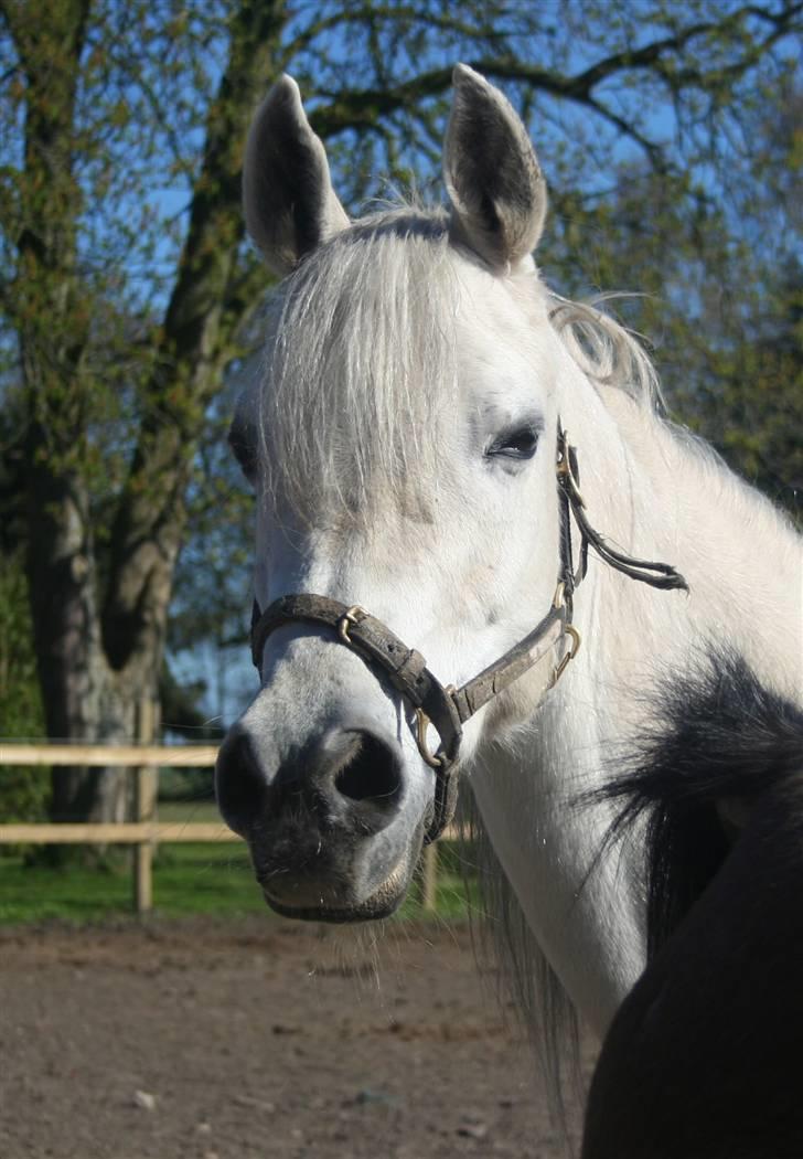 Arabisk fuldblod (OX) Epicha - forår 2009 altså 16 år  billede 2