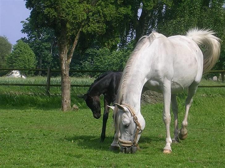 Arabisk fuldblod (OX) Epicha - med sit yndige hoppeføl Ja´thopa ved fod -2006 billede 3