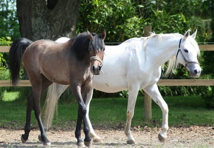 Arabisk fuldblod (OX) Epicha - 2009 med åring , Ja´qiisah, ved fod. Smukke Epicha er her 16 år og haft 6 føl. billede 4