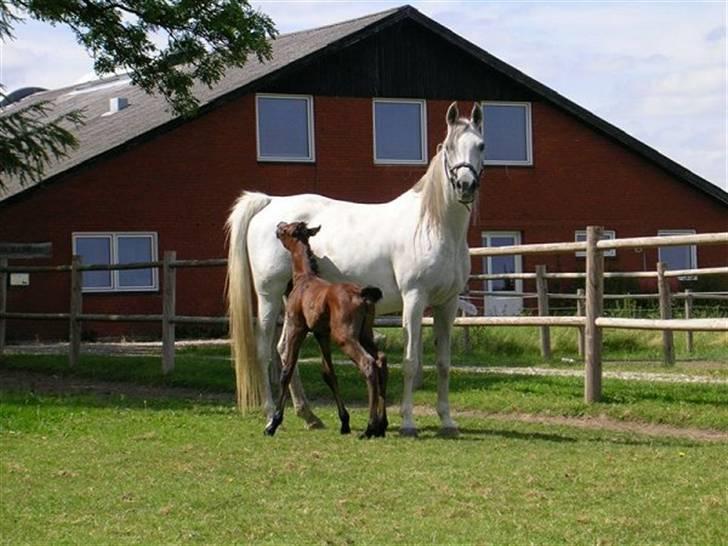 Arabisk fuldblod (OX) Epicha - ung og i stod med hingst sommeren 2004 billede 5